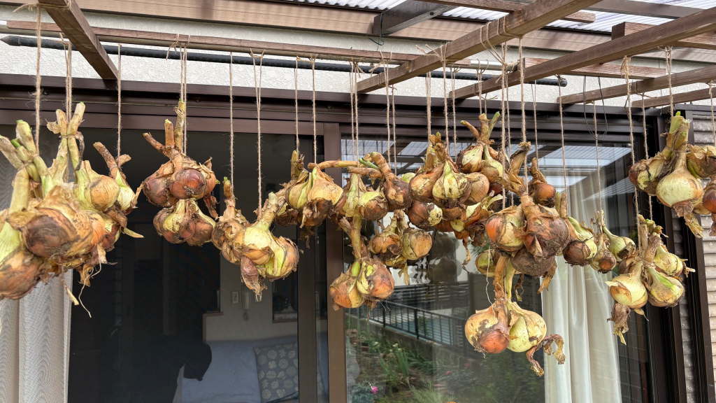 収穫後の玉ねぎ保存画像